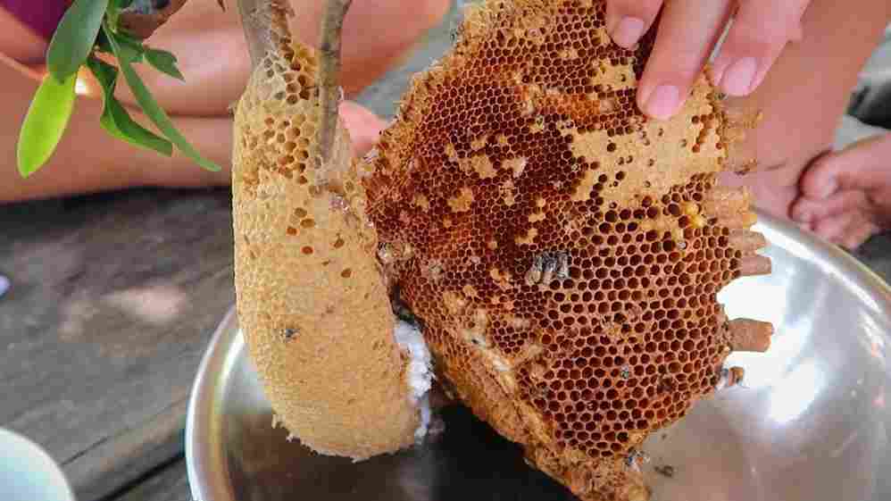 عسل وحشی سبلان با شهد گیاهان کوهستانی و عطر طبیعی